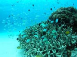 ラスト！みんなでダイビングin静岡 ～1人参加中心～　