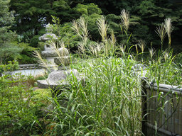「ススキと月見団子とお抹茶と・・」