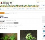 癒しの苔玉を作ろう | ハウスクエア横浜