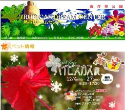 「ハイビスカス展」開催！