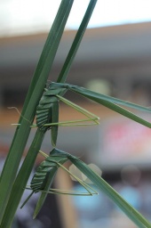 シュロバッタをつくろう!!!