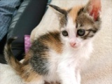 7月2日(日)猫の譲渡会 みなと猫の会