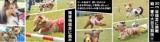 愛犬と人間が楽しむ運動会「dog1カーニバル大運動会」