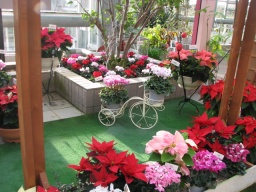 シクラメンとポインセチア展