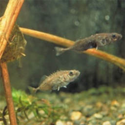 さいたま水族館 移動水族館