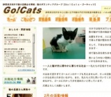 子猫・若猫譲る会