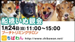保護犬を家族に迎える譲渡会「ちばわん　船橋いぬ親会」