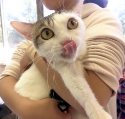 4月16日(日)猫の譲渡会 みなと猫の会主催