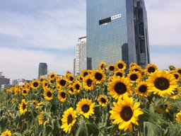 【8月19日】夏休みこども写生・工作教室 | うめきたガーデン - 大阪駅北《花と緑の庭園》