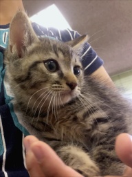 7月22日(日) 猫の譲渡会 名古屋市守山区 みなと猫の会主催