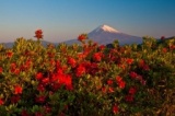 富士山写真展