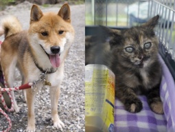 犬猫里親会 at 森林公園前