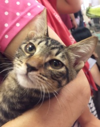 10月8日(日) 猫の譲渡会 みなと猫の会主催 ※チビ猫からオトナ猫まで！