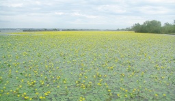 アサザお花見会