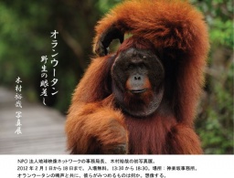 オランウータン写真展　野生の眼差し