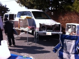 チームねこわんこ　犬猫譲渡会