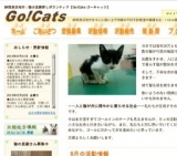 子猫・若猫譲る会