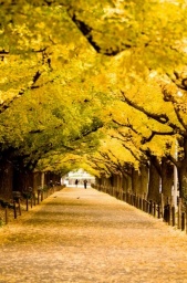 2010/12/12 大都会、東京をウォーキング!【東京】神宮発!