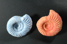 子どもワークショップ「ぐるぐる 消しゴム アンモナイト」