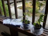 庭で育った「もみじの苗木・花の種・河骨（こうほね）の株」プレゼント
