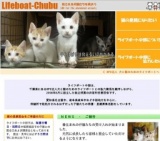 子猫との面会日および譲渡会