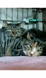 埼玉県吉見町・猫の譲渡会