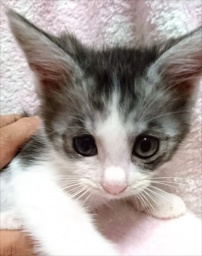 7月23日(日) 猫の譲渡会 みなと猫の会