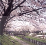 [日帰りツアー・体験イベント]小江戸・佐原さくら回廊 和菓子づくり体験とお花見御膳