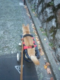 山猫庵オープンハウス