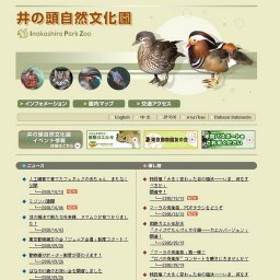 アオノリュウゼツラン第６報 約半数が開花