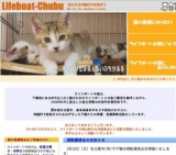 子猫との面会日および譲渡会