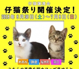 仔猫祭り