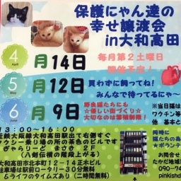 保護にゃん達の幸せ譲渡会