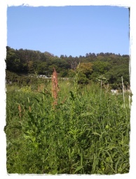 鎌倉☆薬膳 自然農の畑で薬膳の基礎を体験するワークショップ