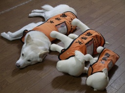 聴導犬育成の会チャリティーイベント～Our MUSIC～vol.14】