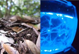 自由研究イベント 「森と海のミクロワールド」