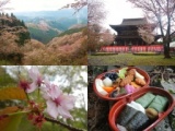  春の吉野山お花見トレッキング～定番！ 上・中・下千本めぐり編～