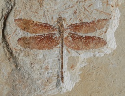 子どもワークショップ「ハカセとハッケン!地そうと化石」