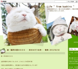 「猫約50頭のＳＯＳ・・消されそうな命」緊急譲渡会