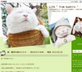 「猫約50頭のＳＯＳ・・消されそうな命」緊急譲渡会