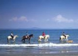 【乗馬体験企画】6月9日(土)【乗馬体験&BBQ】(三浦)