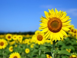 【お花教室】８月４日(土)フラワーアレンジメント