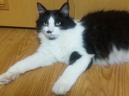 屋内会場で猫の譲渡会