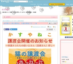 猫の譲渡会