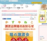 猫の譲渡会