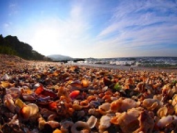海からのおくり物♪　ビーチコーミング＆貝殻押し染めＭｙ巾着袋作り