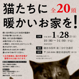 猫の緊急一時預かり会
