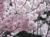 【アラサー限定】桜の季節が来ました！春のお花見合コン
