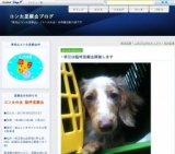 保護猫／保護犬の里親会