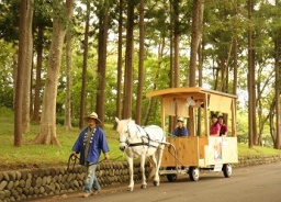 新緑馬車開始いたします。